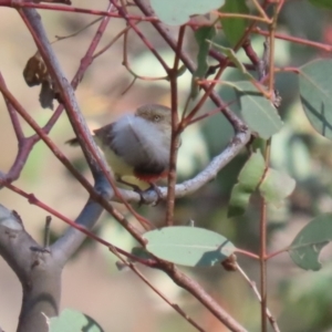 Acanthiza reguloides at Booth, ACT - 19 Sep 2023