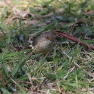 Acanthiza reguloides at Booth, ACT - 19 Sep 2023