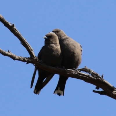 Artamus cyanopterus (Dusky Woodswallow) at Booth, ACT - 19 Sep 2023 by RodDeb