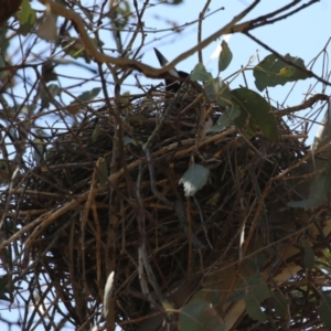 Gymnorhina tibicen at Tharwa, ACT - 19 Sep 2023