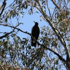 Gymnorhina tibicen at Tharwa, ACT - 19 Sep 2023