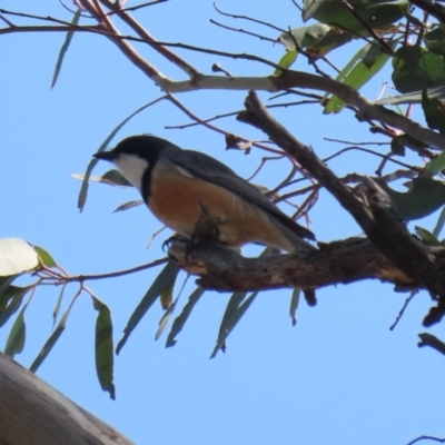 Pachycephala rufiventris (Rufous Whistler) at Booth, ACT - 19 Sep 2023 by RodDeb