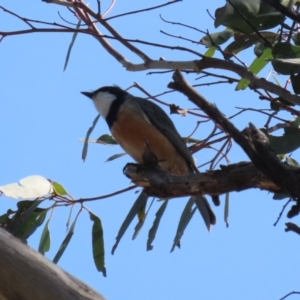 Pachycephala rufiventris at Booth, ACT - 19 Sep 2023 11:09 AM