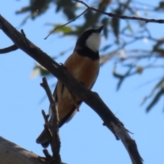 Pachycephala rufiventris at Booth, ACT - 19 Sep 2023