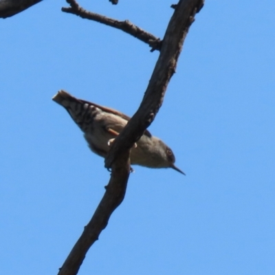 Daphoenositta chrysoptera (Varied Sittella) at Namadgi National Park - 19 Sep 2023 by RodDeb