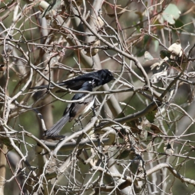 Rhipidura leucophrys (Willie Wagtail) at Namadgi National Park - 19 Sep 2023 by RodDeb