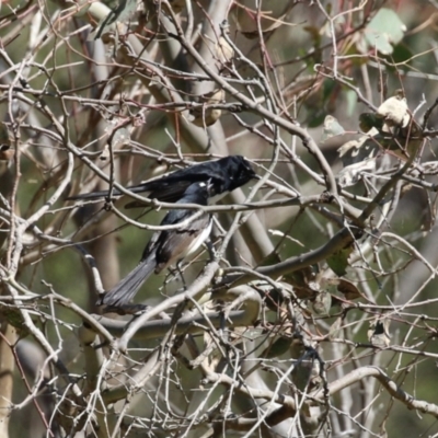 Rhipidura leucophrys (Willie Wagtail) at Booth, ACT - 19 Sep 2023 by RodDeb