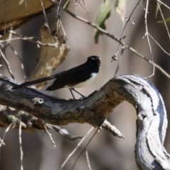 Rhipidura leucophrys at Booth, ACT - 19 Sep 2023