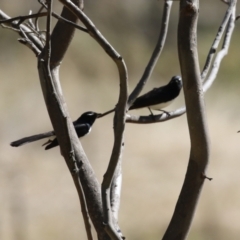 Rhipidura leucophrys at Booth, ACT - 19 Sep 2023