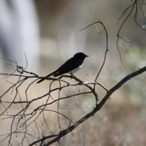 Rhipidura leucophrys at Booth, ACT - 19 Sep 2023