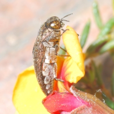 Ethonion leai (Root-galling jewel beetle) at Canberra Central, ACT - 19 Sep 2023 by Harrisi