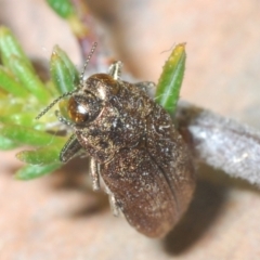 Ethonion leai at Canberra Central, ACT - 20 Sep 2023