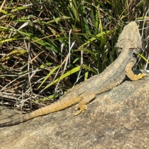 Pogona barbata at Acton, ACT - suppressed