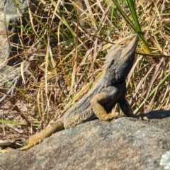 Pogona barbata at Acton, ACT - suppressed