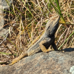 Pogona barbata at Acton, ACT - suppressed