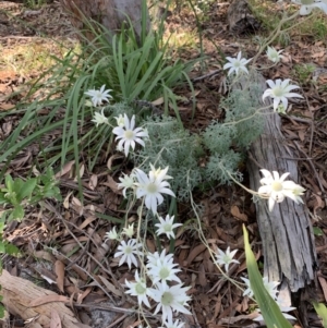 Actinotus helianthi at Salamander Bay, NSW - 20 Sep 2023