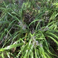 Dianella caerulea (Common Flax Lily) at Salamander Bay, NSW - 20 Sep 2023 by UserKFowGPdG