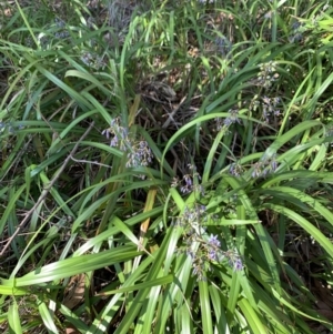 Dianella caerulea at Salamander Bay, NSW - 20 Sep 2023