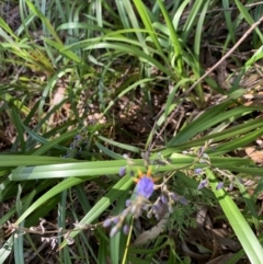 Dianella caerulea at Salamander Bay, NSW - 20 Sep 2023