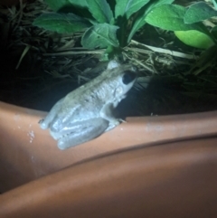 Litoria peronii (Peron's Tree Frog, Emerald Spotted Tree Frog) at Thurgoona, NSW - 19 Sep 2023 by ChrisAllen