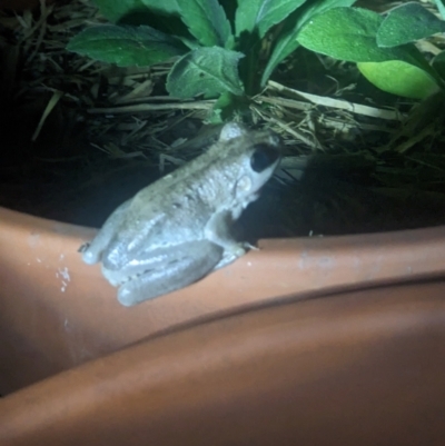 Litoria peronii (Peron's Tree Frog, Emerald Spotted Tree Frog) at Albury - 19 Sep 2023 by ChrisAllen