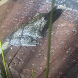 Litoria peronii at Albury - 19 Sep 2023