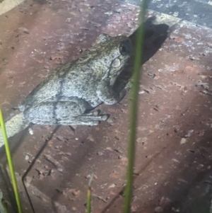 Litoria peronii at Albury - 19 Sep 2023 07:22 PM
