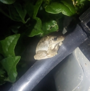 Litoria peronii at Albury - 19 Sep 2023 07:22 PM