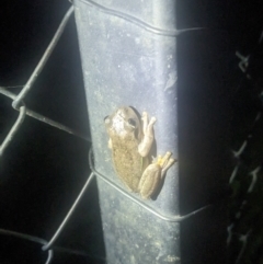 Litoria peronii at Albury - 19 Sep 2023 07:22 PM
