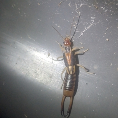 Labidura sp. (genus) (Unidentified Labidura earwig) at Thurgoona, NSW - 19 Sep 2023 by ChrisAllen