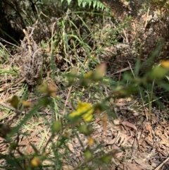 Hibbertia sp. (Guinea Flower) at Salamander Bay, NSW - 20 Sep 2023 by UserKFowGPdG