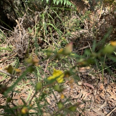 Hibbertia sp. (Guinea Flower) at Salamander Bay, NSW - 20 Sep 2023 by UserKFowGPdG