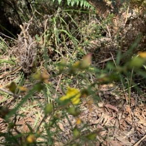 Hibbertia sp. at Salamander Bay, NSW - 20 Sep 2023