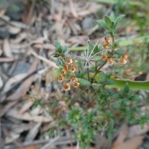 Pomax umbellata at Charleys Forest, NSW - 8 Aug 2023