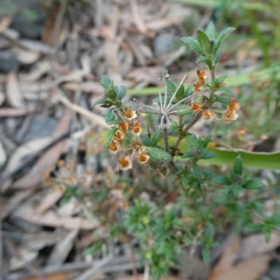 Pomax umbellata (A Pomax) at Charleys Forest, NSW - 8 Aug 2023 by arjay