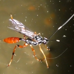 Gotra sp. (genus) (Unidentified Gotra ichneumon wasp) at Mongarlowe River - 26 Aug 2023 by arjay