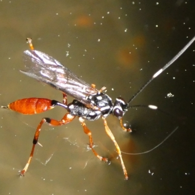 Gotra sp. (genus) (Unidentified Gotra ichneumon wasp) at QPRC LGA - 26 Aug 2023 by arjay
