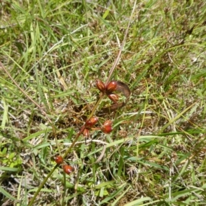 Juncus homalocaulis at Charleys Forest, NSW - 3 Jan 2023