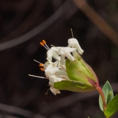 Pimelea linifolia subsp. linifolia (Queen of the Bush, Slender Rice-flower) at ANBG South Annex - 19 Sep 2023 by BarrieR