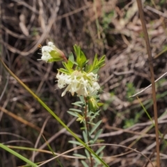 Pimelea linifolia subsp. linifolia at Canberra Central, ACT - 19 Sep 2023