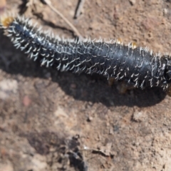 Perga sp. (genus) (Sawfly or Spitfire) at Black Mountain - 19 Sep 2023 by BarrieR