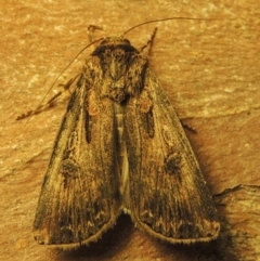 Agrotis munda (Brown Cutworm) at Conder, ACT - 15 Sep 2023 by michaelb