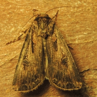 Agrotis munda (Brown Cutworm) at Conder, ACT - 15 Sep 2023 by MichaelBedingfield