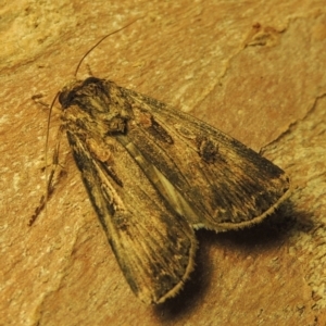 Agrotis munda at Conder, ACT - 15 Sep 2023 10:48 PM