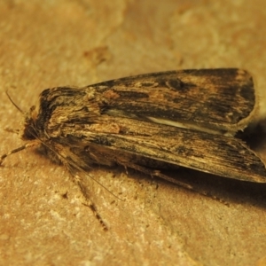 Agrotis munda at Conder, ACT - 15 Sep 2023