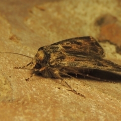 Agrotis munda at Conder, ACT - 15 Sep 2023