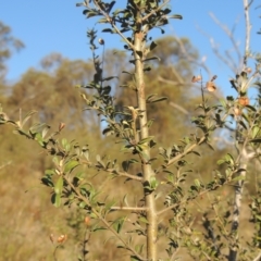 Bursaria spinosa (Native Blackthorn, Sweet Bursaria) at Conder, ACT - 17 Sep 2023 by michaelb
