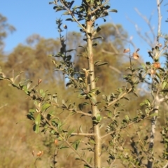 Bursaria spinosa (Native Blackthorn, Sweet Bursaria) at Conder, ACT - 17 Sep 2023 by MichaelBedingfield