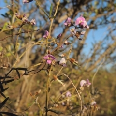 Glycine clandestina (Twining Glycine) at Tuggeranong Hill - 17 Sep 2023 by michaelb