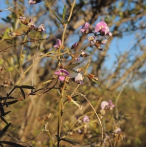 Glycine clandestina at Conder, ACT - 17 Sep 2023